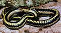 Klicke auf die Grafik fr eine vergrerte Ansicht

Name: N_clarkii.jpg
Ansichten: 242
Gre: 57,0 KB
ID: 1148659