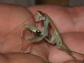 Klicke auf die Grafik fr eine vergrerte Ansicht

Name: mantis 1.JPG
Ansichten: 242
Gre: 12,8 KB
ID: 1149088