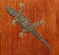 Klicke auf die Grafik fr eine vergrerte Ansicht

Name: Gecko Bali.jpg
Ansichten: 614
Gre: 59,2 KB
ID: 1149705