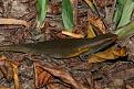 Klicke auf die Grafik fr eine vergrerte Ansicht

Name: Skink Bali.jpg
Ansichten: 725
Gre: 59,8 KB
ID: 1149709