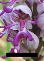 Klicke auf die Grafik fr eine vergrerte Ansicht

Name: naked-flower2.jpg
Ansichten: 270
Gre: 173,0 KB
ID: 1152872