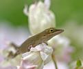 Klicke auf die Grafik fr eine vergrerte Ansicht

Name: Anolis cuba03 (5)bs60.jpg
Ansichten: 155
Gre: 22,8 KB
ID: 1221744