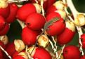 Klicke auf die Grafik fr eine vergrerte Ansicht

Name: Christmas Palm (23)bs60.jpg
Ansichten: 170
Gre: 39,4 KB
ID: 1221754