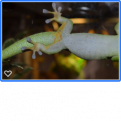 Klicke auf die Grafik f�r eine vergr��erte Ansicht

Name: Gecko2.png
Ansichten: 358
Gr��e: 56,4 KB
ID: 1234371