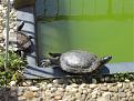 Klicke auf die Grafik fr eine vergrerte Ansicht

Name: Trachemys scripta troostii und nochmal Graptemys p. pseudogeographica.JPG
Ansichten: 321
Gre: 66,3 KB
ID: 1234395
