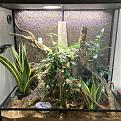 Klicke auf die Grafik fr eine vergrerte Ansicht

Name: Terrarium_Correlophus_C.jpg
Ansichten: 378
Gre: 90,4 KB
ID: 1235518