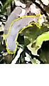Klicke auf die Grafik fr eine vergrerte Ansicht

Name: fisch.jpg
Ansichten: 97
Gre: 45,0 KB
ID: 1245699