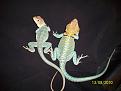 links auriceps rechts Wichita
