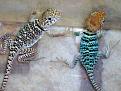 links Wichita rechts auriceps