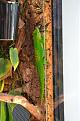 stattliches Mnnchen von Phelsuma grandis