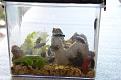 - drfen die demnchst freilaufend ins groe Terrarium -