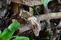 Uroplatus henkeli...