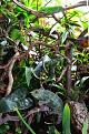 Unser Groer...Furcifer pardalis mit drei neugierigen Phelsuma grandis...