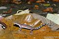 Cyrtodactylus sp., Krabi District, Foto 2